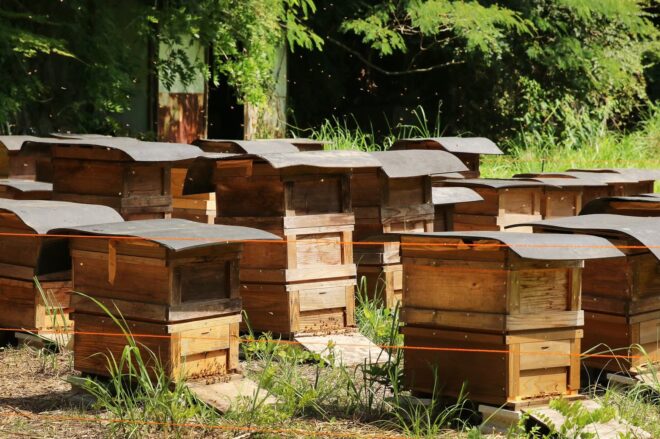 蜂蜜酒ミードのための養蜂