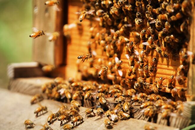 養蜂