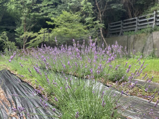 ハーブ園のラベンダー