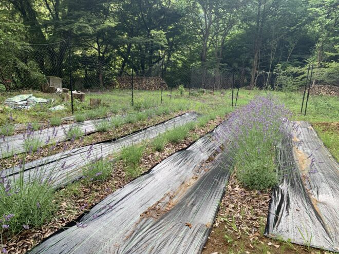 蜂蜜酒醸造所裏のハーブ園