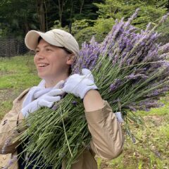 ラベンダーの収穫 - 蜂蜜酒ミードとハーブ